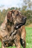 FILA BRASILEIRO 212